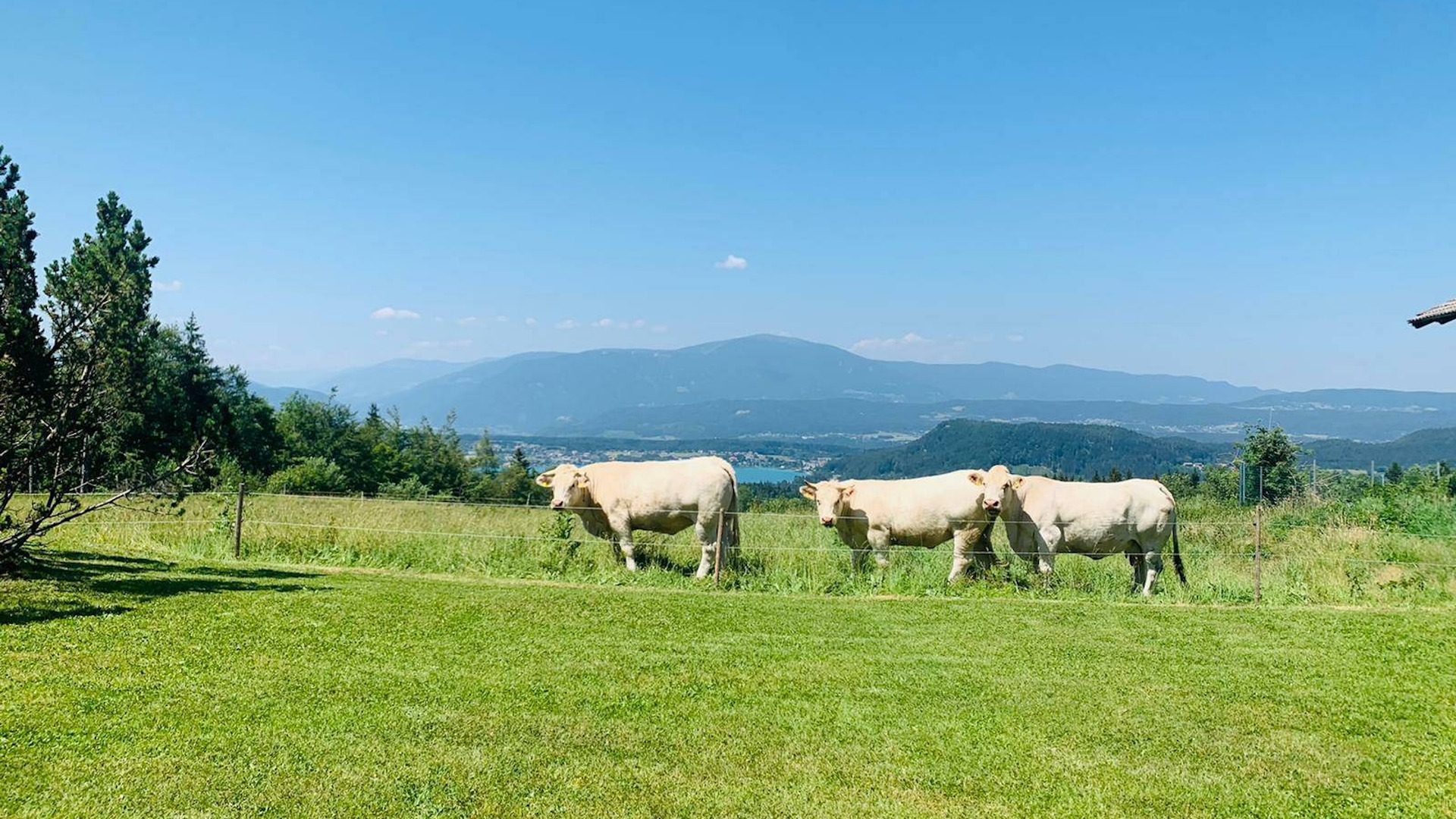 Workation at Ulbinghof with three cows